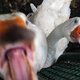 Illustration for article titled That damn iUntitled Goose Game/i goose is wreaking havoc across the internet